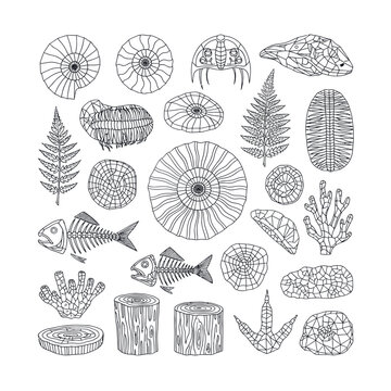 Detailed Line Art Collection of Fossils and Marine Life.