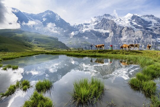 Mountain panorama with peaks Eiger, M&ouml;nch and Jungfrau, reflected in a small pond with cows, Kleine Scheidegg, Jungfrau region, Bernese Oberland, Switzerland