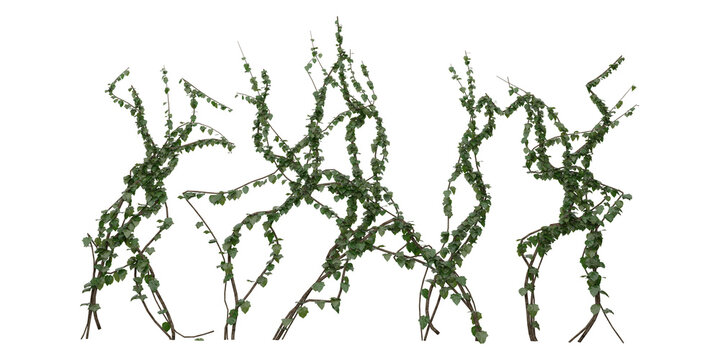 Realistic 3D Dense Ivy Vine Creeper Plant with Thick Green Foliage Branches &mdash; Natural Botanical Game Asset Illustration on Transparent Background