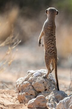 Sitting meerkat (Suricatta suricata), funny, Kgalagadi Transfrontier Park, Northern Cape, South Africa