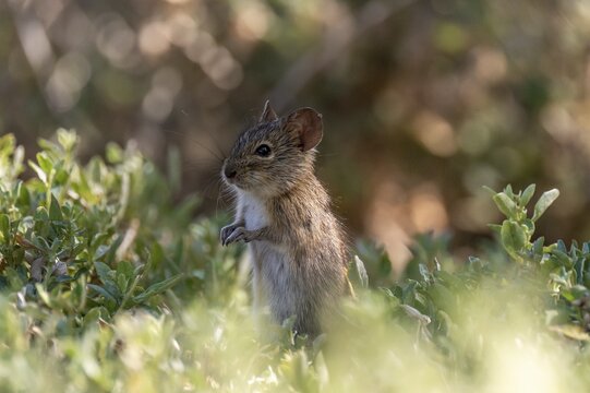 Four-striped grass mouse or four-striped grass rat (Rhabdomys pumilio), South Africa