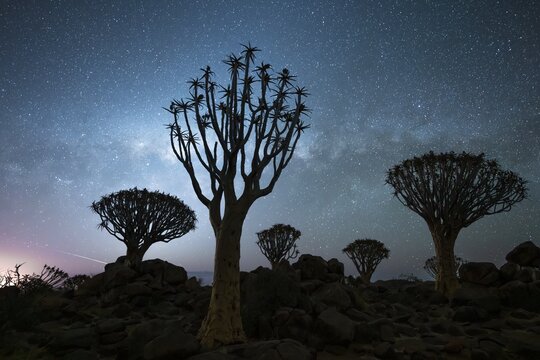Quiver trees (Aloe dichotoma), night shot with starry sky, quiver tree forest in Garaspark near Keetmanshoop, Karas Region, Namibia