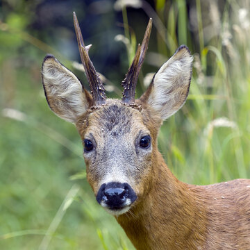 Roe deer (Capreolus capreolus), a roe buck looks at the camera, Solms, Hesse, Germany