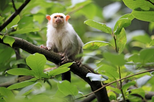 Silver marmoset (Mico argentatus, syn.: Callithrix argentata), silver marmoset, adult, perched on a tree, alert, South America