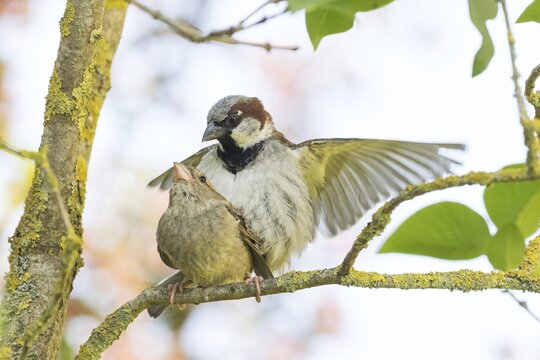 House sparrows (Passer domesticus) mating on a branch, Hesse, Germany