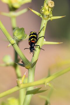 Zigzag Blister Beetle (Hycleus zigzagus), Namib Desert, Namib Naukluft Park, Namibia