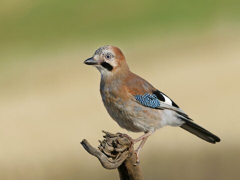 A jay (Garrulus glandarius) perched on a root, Solms, Hesse, Germany
