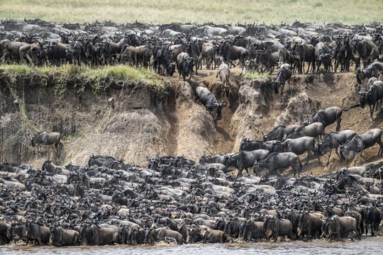 The Great Migration: Huge herds of wildebeest (Connochaetes taurinus) cross the Mara River and swim to the other side, Serengeti, Tanzania