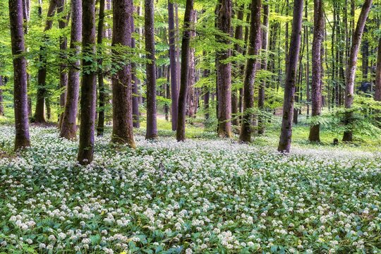 Blooming wild garlic in a beech forest, Aargau Canton, Switzerland