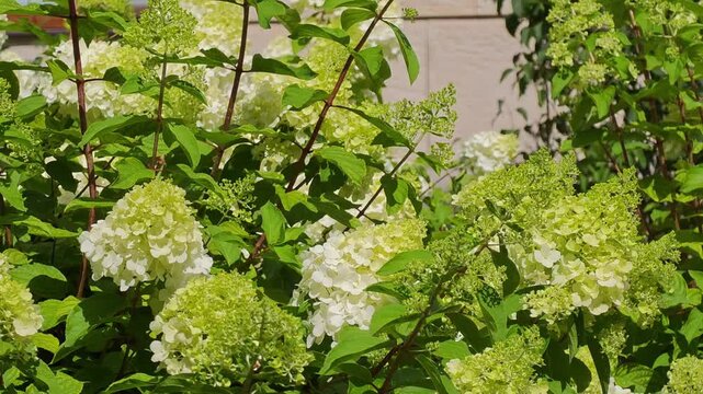 Lush white hydrangea paniculata blossoms on a dense green bush swaying in a breeze, natural background texture for wedding floral decor, luxury garden layout and organic cosmetics skincare