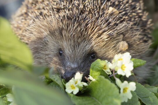 European hedgehog (Erinaceus europaeus) adult mammal on a flowering wild primrose garden flower in the spring, England, United Kingdom