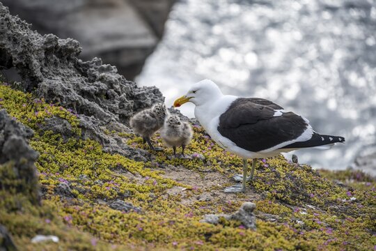 Dominican Gull (Larus dominicanus) with two chicks on the coast, Eastern Cape, South Africa
