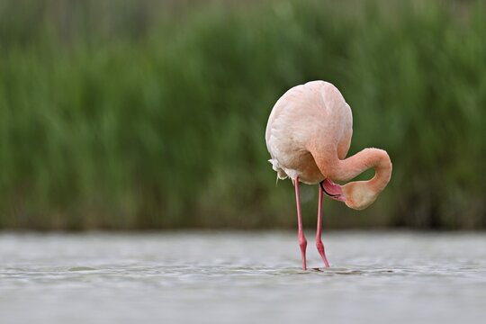 Pink flamingo (Phoenicopterus roseus), standing in the water preening its plumage, Camargue Regional Nature Park, southern France