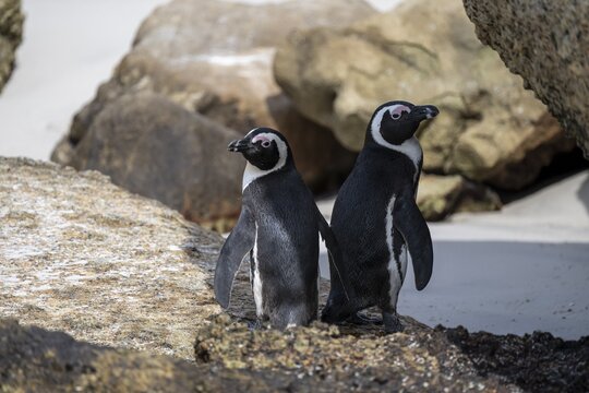 Two spectacled penguins (Spheniscus demersus) on a rock, Boulder Beach, Western Cape, Simon's Town, South Africa