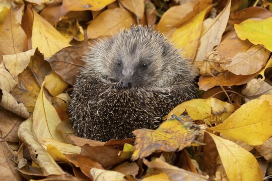 European hedgehog (Erinaceus europaeus) adult animal resting on autumn colour leaves in a garden, England, United Kingdom