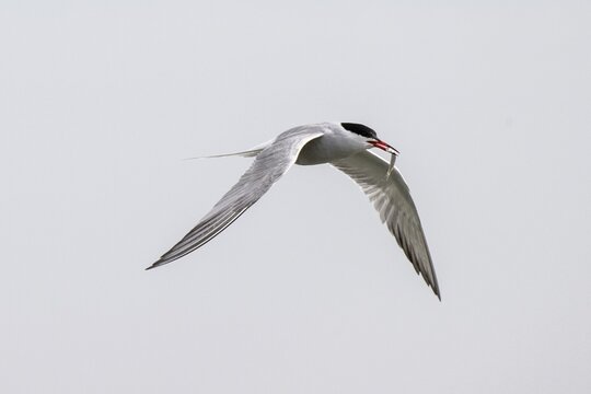 Common Tern (Sterna hirundo), Schleswig-Holstein, Germany