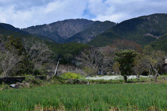 神奈川県 秦野市の蓑毛（みのげ）の景観（春）