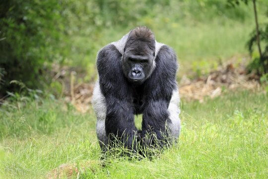 Western gorilla (Gorilla gorilla), adult male, silverback, on the ground