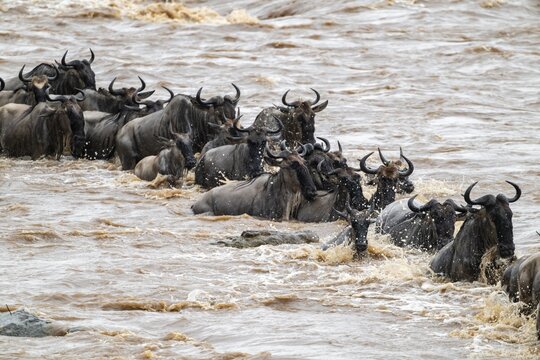 A huge crocodile on the attack, The Great Migration, huge herds of wildebeest (Connochaetes taurinus) crossing the Mara River and swimming to the other side, close-up of the herd, Serengeti, Tanzania