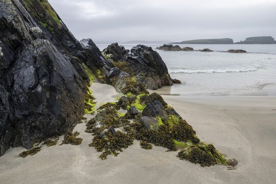 Rocks covered with seaweed in the intertidal zone at the Tombolo to St Ninian's Isle, Shetland Islands, Scotland, Great Britain