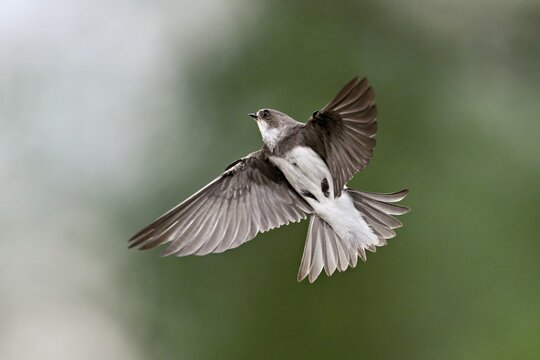 Sand Martin (Riparia riparia), in flight, Reussegg Nature Reserve, Canton of Aargau, Switzerland