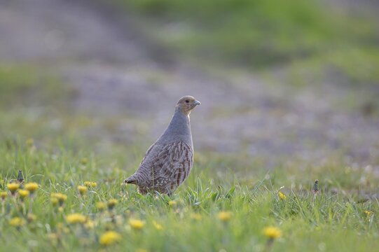 Grey or English or Hungarian partridge (Perdix perdix) adult game bird in a farmland field, Suffolk, England, United Kingdom