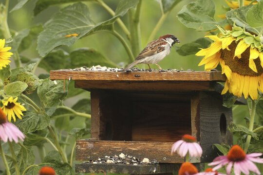 A male house sparrow (Passer domesticus) eats sunflower seeds at the summer bird feeder in the garden, amongst flowering sunflowers and purple coneflowers (Echinacea purpurea), after a rain shower, Allg&auml;u, Bavaria, Germany