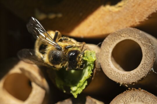 Leafcutter bee (Megachile willughbiella) adult insect building a nest in a garden bee or bug hotel or house in summer, Suffolk, England, United Kingdom