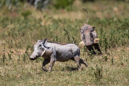 Males chasing each other, warthogs (Phacochoerus africanus) running with their tails up, Addo Elephant National Park, Eastern Cape, South Africa