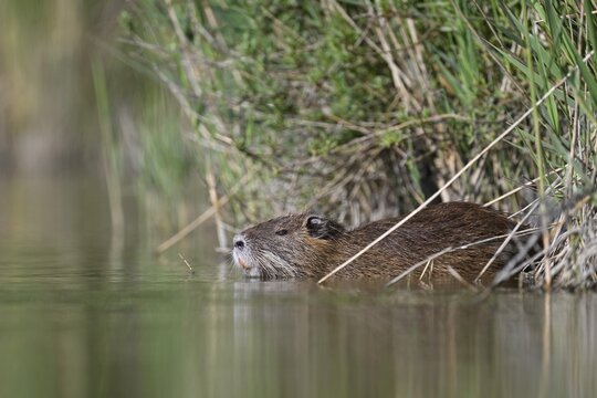 Nutria (Myocastor coypus), swimming at the edge of a pond, Camargue, southern France, France
