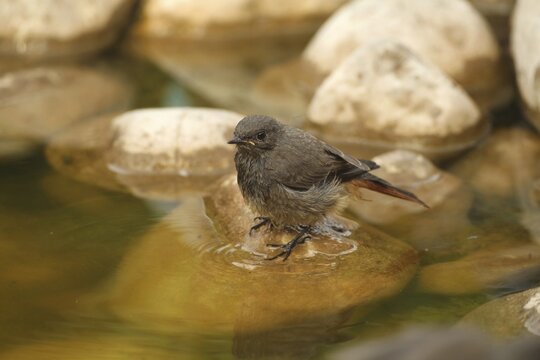 Black Redstart (Phoenicurus ochruros) &ndash; a fledgling bathing in a garden pond, Allg&auml;u, Bavaria, Germany