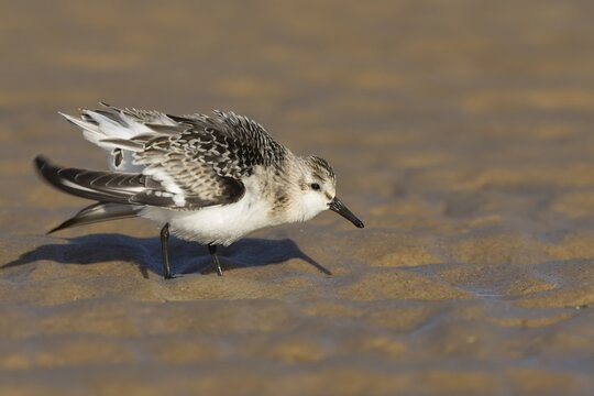 Sanderling (Calidris alba) adult wading bird ruffling its feathers on a beach, Norfolk, England, United Kingdom