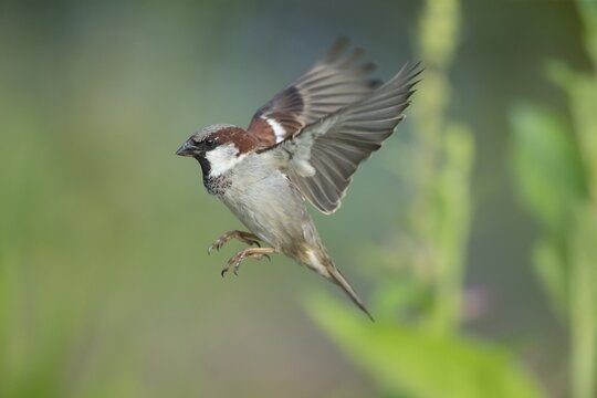 House sparrow (Passer domesticus) adult male bird flying, England, United Kingdom
