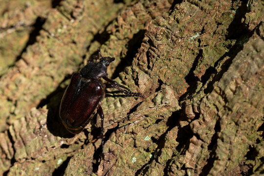 female  hermit beetle or Russian leather beetle (Osmoderma eremita) is a xylobiontic beetle living in tree hollows and is threatened by modern intensive forestry