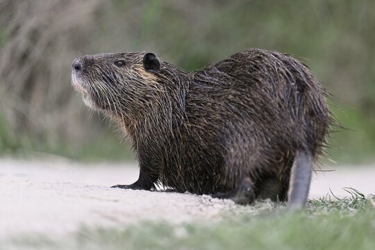Nutria (Myocastor coypus), standing in the path, Camargue, southern France, France