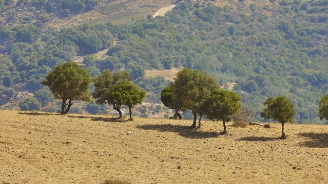 Small row of trees on a dry field against a backdrop of hills, Amari Basin, Amari, Central Crete, Greek Islands, Greece