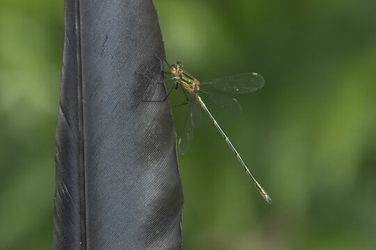 Emerald damselfly (Lestes sponsa) adult insect resting on a bird feather in summer, Suffolk, England, United Kingdom