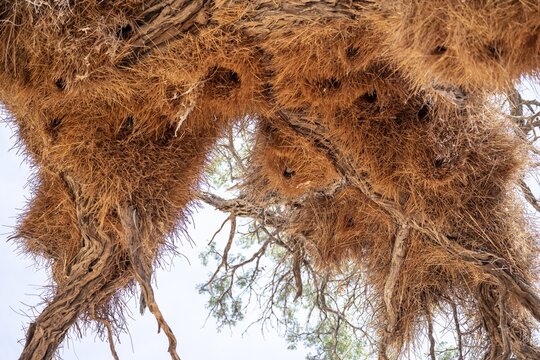 Weaver's nest of the boiled weaver (Philetairus socius), Namibia