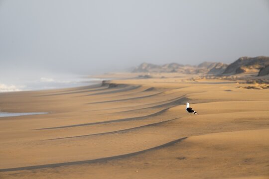 Waves burn on the Atlantic coast, sandy beach in the Namib Desert, desert landscape, Namib Naukluft Park, Namib Desert, Namibia