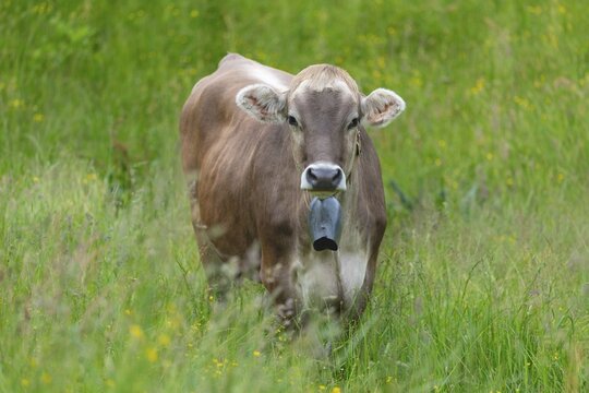 Hornless young cattle, Allg&auml;u Brown Swiss, domestic cattle breed (Bos primigenius taurus), on an alpine meadow near Oberstdorf, Allg&auml;u Alps, Allg&auml;u, Bavaria, Germany