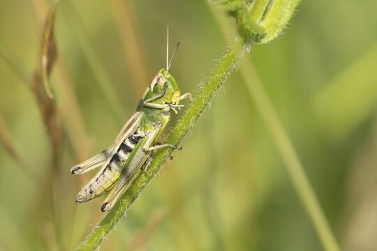 Common field grasshopper (Chorthippus brunneus) adult insect on a plant stem in summer, Suffolk, England, United Kingdom