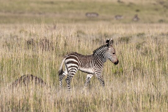 Cape Mountain Zebra (Equus zebra zebra), foal, Mountain Zebra National Park, Eastern Cape, South Africa