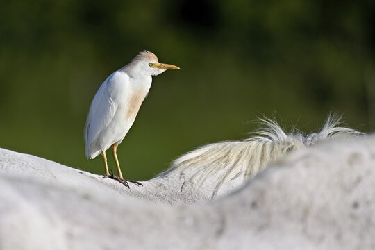 Cattle egret (Bubulcus ibis), standing on the back of a Camargue horse, Camargue, southern France, France