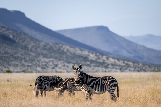 Herd, Cape Mountain Zebra (Equus zebra zebra), adult animal, Mountain Zebra National Park, Eastern Cape, South Africa