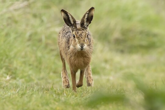 European brown hare (Lepus europaeus) adult animal running in grassland, England, United Kingdom