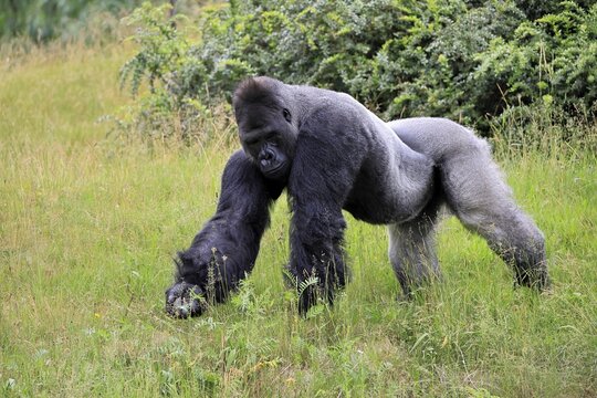 Western gorilla (Gorilla gorilla), adult, male, silverback, on the ground, foraging
