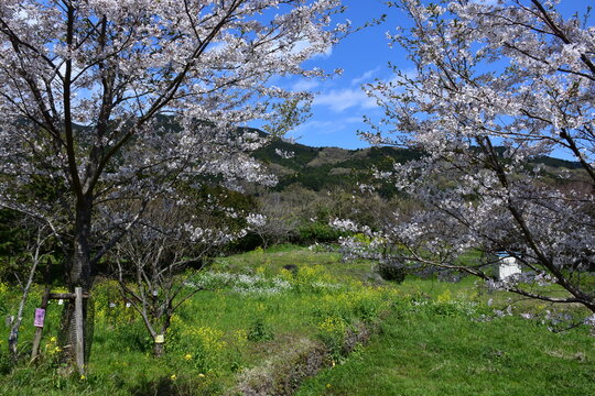 神奈川県 秦野市の蓑毛（みのげ）の景観（春）