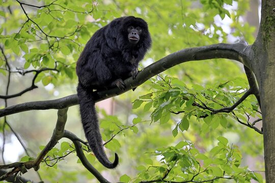 Black howler monkey (Alouatta caraya), adult, male, tree, sitting, alert, South America