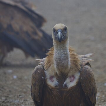 Portrait of a vulture looking intently at the camera, griffon vulture (Gyps fulvus), vulture, Vulture Hide, vulture observation post, Mount Koules, Fratri, Agios Vasilios, Rethymno Province, Crete, Greek Islands, Greece