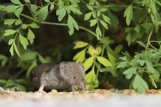 A house shrew (Crocidura russula) amongst green leaves on the ground, looking curious, Hesse, Germany